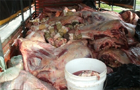 A carne estava dentro de um caminhão e foi apreendida em Ouricuri
