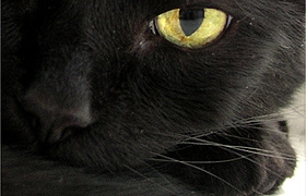 Supersticiosos acreditam que ver um gato preto cruzar seu caminho pode trazer mau agouro