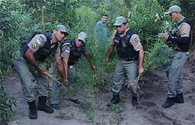 Polícia Militar destruiu toda a plantação de maconha na residência